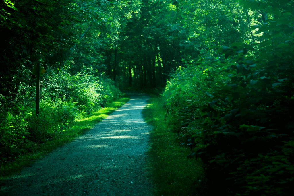 Bosque ao entardecer representando a jornada de superação da ansiedade — imagem simbólica usada pela clínica Momentos Psiquê